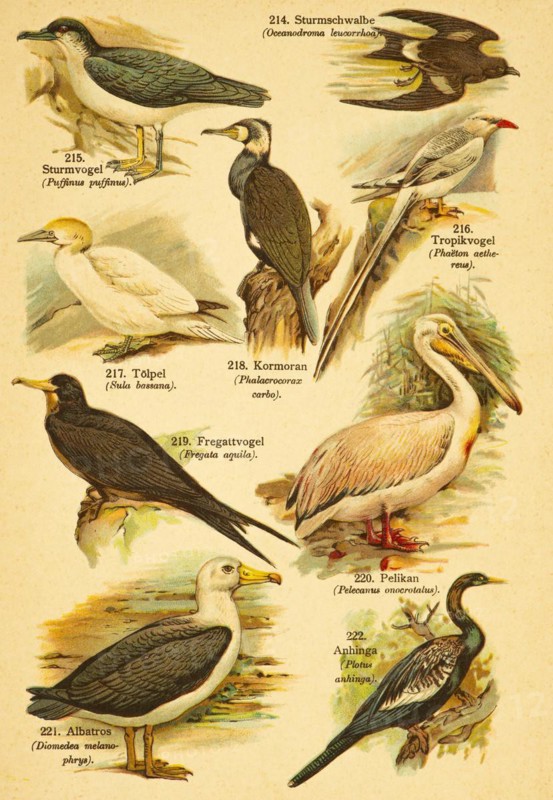 Petrel (Puffinus puffinus), storm petrel (Oceanodroma leucorrhoa), tropicbird (Phaeton aethereus), great cormorant (Phalacrocorax carbo), gannet (Sula bassana), Fegattvogel or ascension frigatebird (Fregata aquila), pelican (Pelecanus onocrotalus), albatross (Diomeda melanophrys), anhinga (Plotus anhinga) Birds of the world, historical illustration 1890