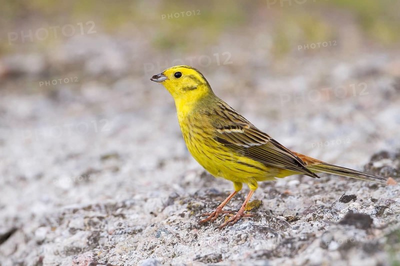 Yellowhammer - Goldammer - Emberiza citrinella ssp. citrinella, Poland