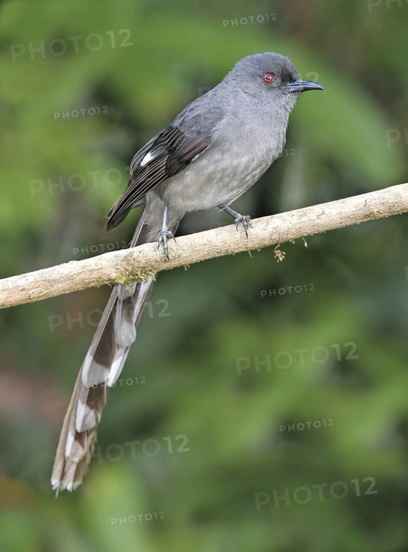 Long-tailed Sibia (Heterophasia picaoides), Selangor, Malaysia