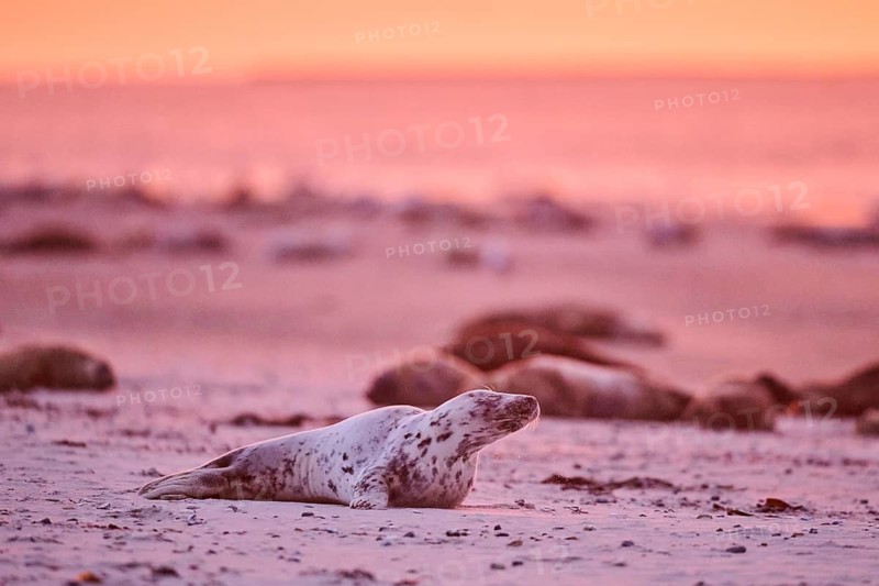 Grey seal (Halichoerus grypus) lying on the beach at sunset, Düne, Helgoland, Schleswig-Holstein, Germany