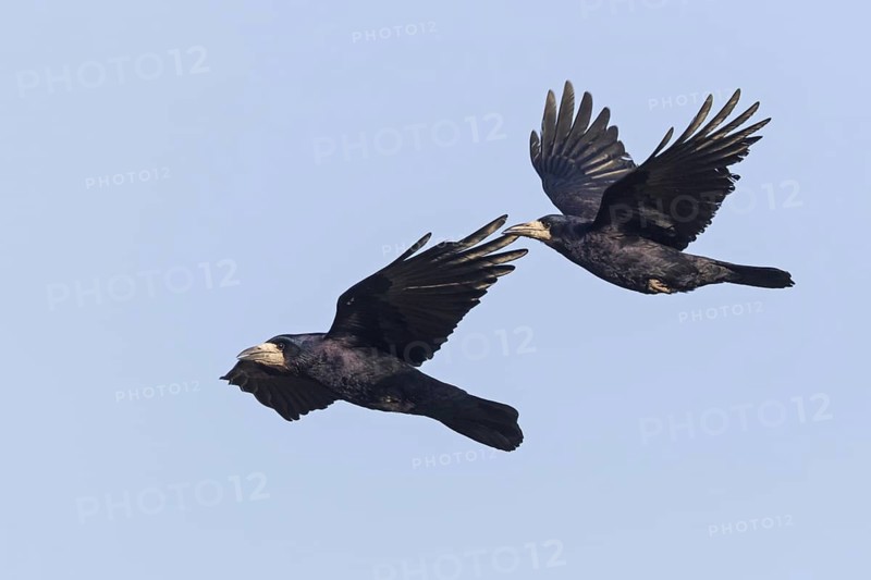 Rook, (Corvus frugilegus), animals, birds, crows, family of corvids, flight photo, two, pair, blue sky, motorway service area Wonnegau Ost, district Worms, Rhineland-Palatinate, Federal Republic of Germany