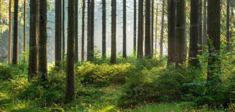 Panorama, spruce forest with natural regeneration, sun shining through morning fog, Thuringian Forest, Thuringia, Germany