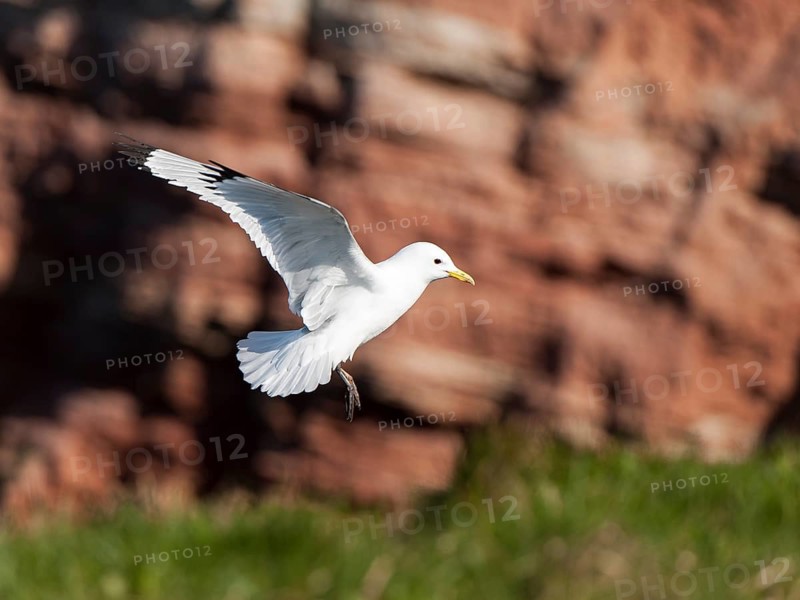 Black-legged Kittiwake (Rissa tridactyla) flying, Schleswig-Holstein, Germany
