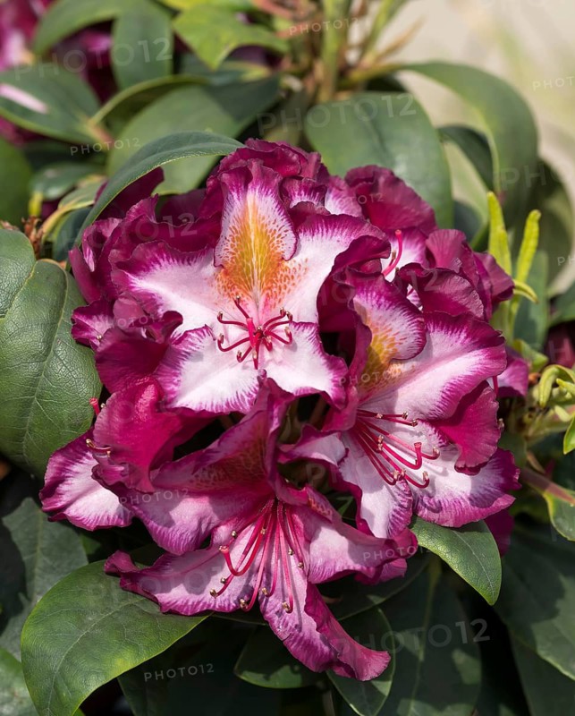 Rhododendron (Rhododendron 'Pushy Purple'), Germany