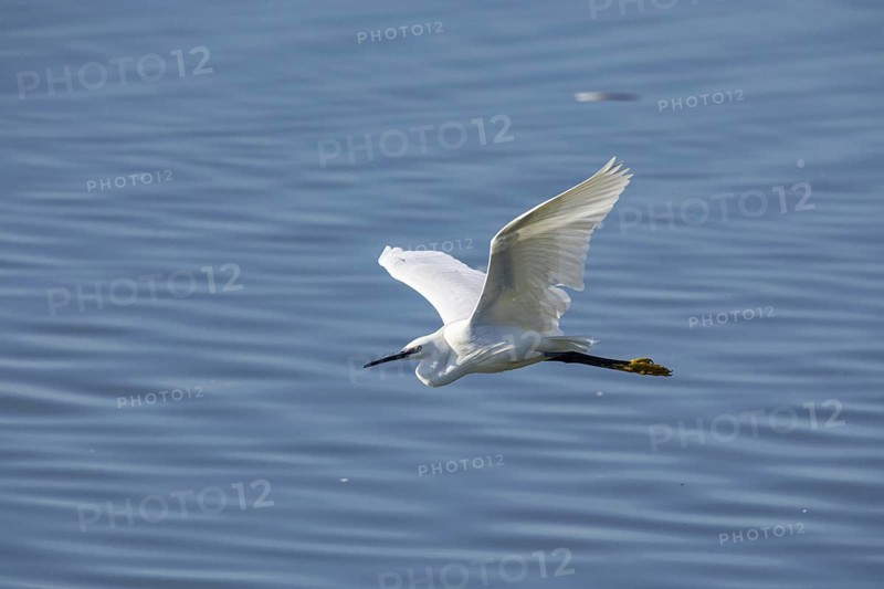 Little Egret (Egretta garzetta) Germany