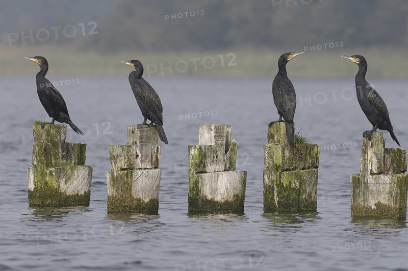 Great Cormorant (Phalacrocorax carbo), Mecklenburg-Western Pomerania, Germany