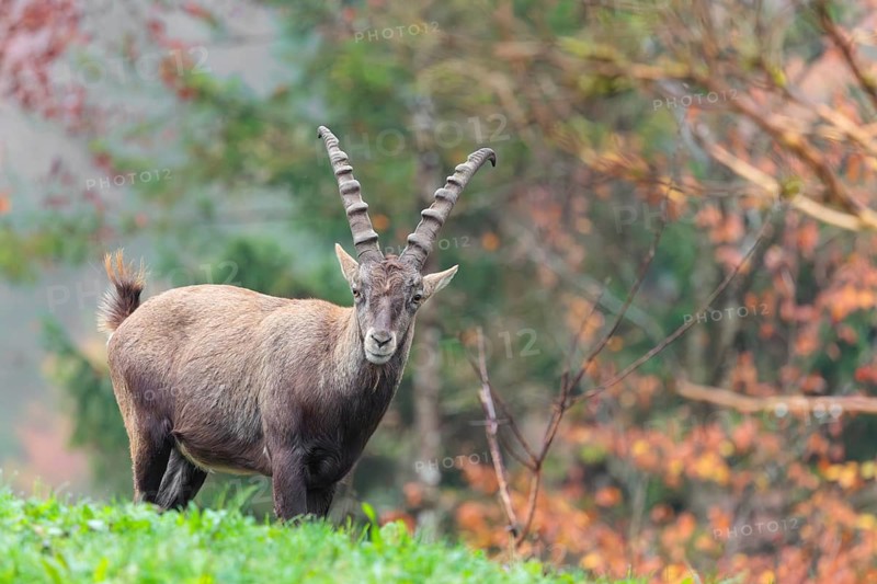A male ibex (Capra ibex) standing on a cloudy day on a green meadow on top of a hill. A forest in fall foliage can be seen in the background