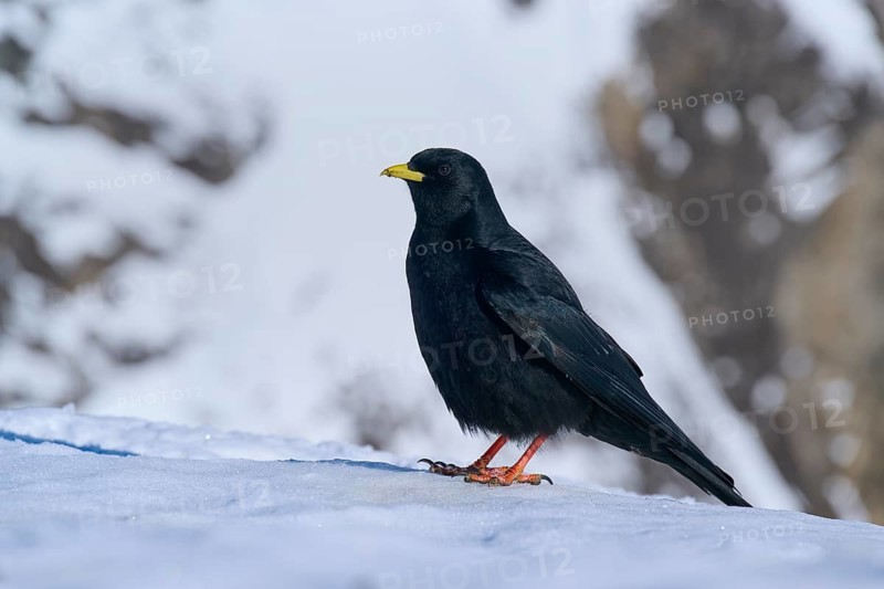 Alpine chough (Pyrrhocorax graculus), single black bird standing in the snow, surrounded by wintry mountain landscape, Gemmi Pass, Leukerbad, Leuk, Valais, Switzerland