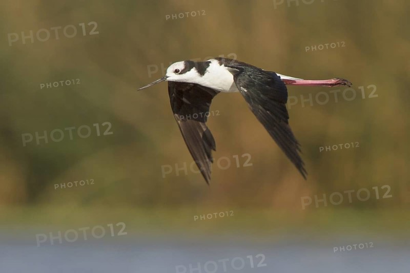 White-backed Stilt (Himantopus melanurus) in flight in Bolivia, South America