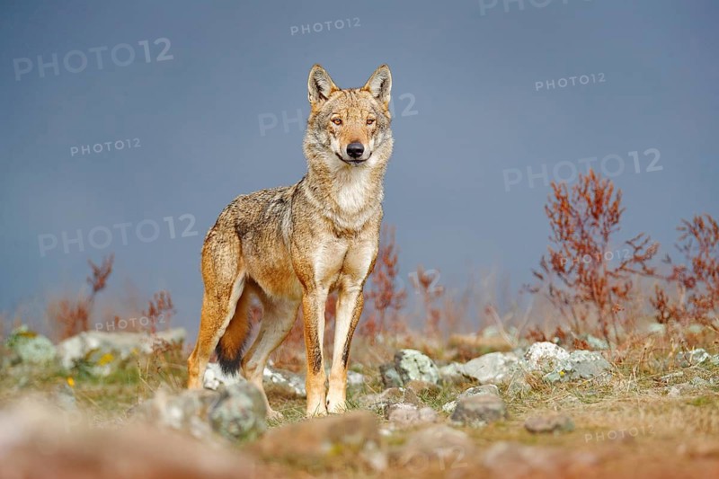 Wild Wolf, Canis lupus, in the nature habitat. Beautiful animal in stone hill, face contact in the rock, Rhodopes mountain Bulgaria. Wildlife scene from nature. Portrait of predator, beautiful wolf