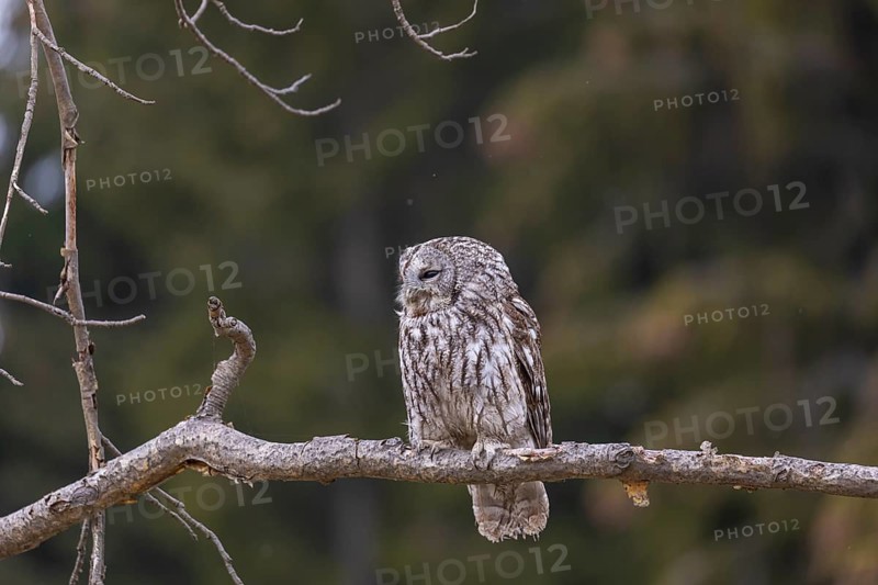 One tawny owl or brown owl (Strix aluco) sitting on a branch and looking for prey