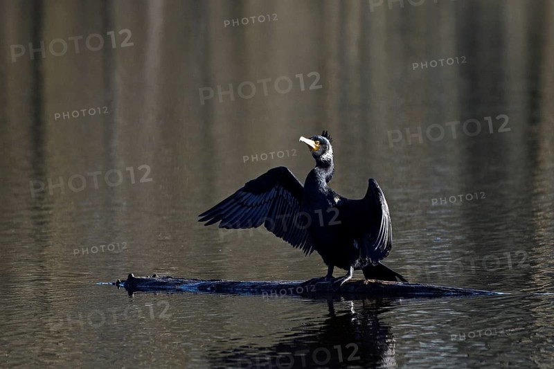Great cormorant (Phalacrocorax carbo), drying its wings, mining subsidence area, Bottrop, Ruhr area, North Rhine-Westphalia, Germany