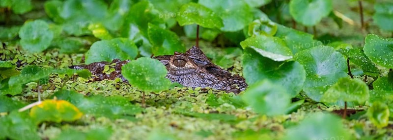 Northern spectacled caiman (Caiman crocodilus) lying in the water, head above water, among aquatic plants, Tortuguero National Park, Costa Rica