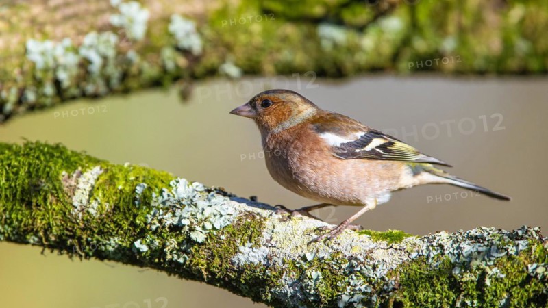 Male of Chaffinch, Fringilla coelebs, bird in forest at winter sun