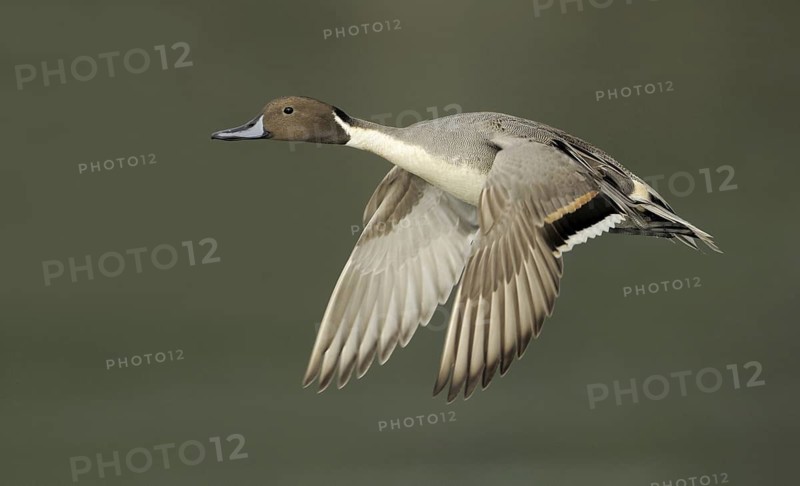 Northern Pintail (Anas acuta) male flying, British Columbia, Canada