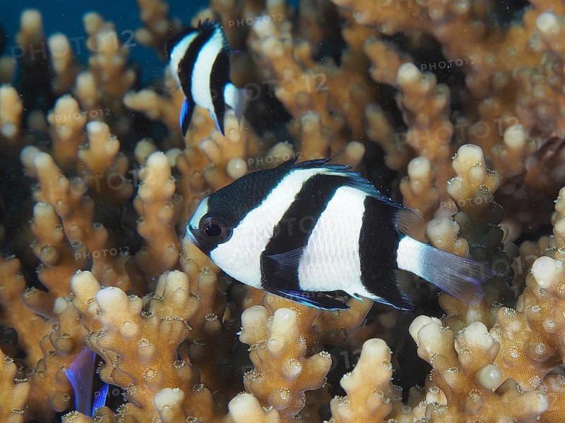 Three-banded Prussian Angelfish (Dascyllus aruanus Dascyllus abudafur)
