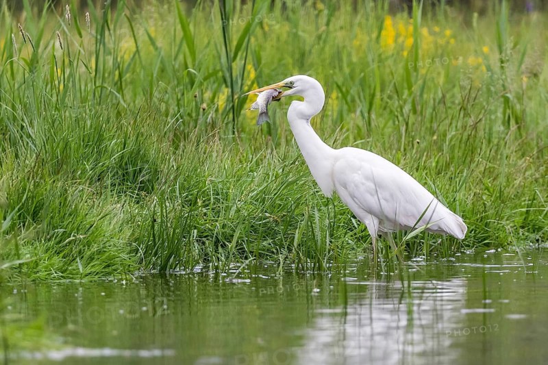 Great Egret (Ardea alba) with fish prey in beak, Subotica, Serbia