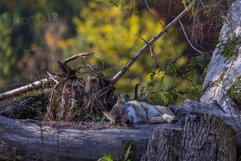 One eurasian gray wolf (Canis lupus lupus) sleeping on a small hill between logs with a colourful fall foliage in the background