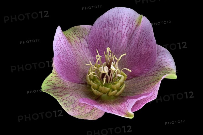 Lenzrose (Helleborus orientalis), Oriental hellebore, flower, Germany