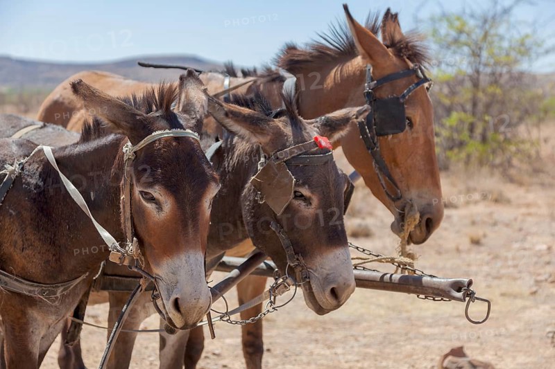 Donkeys as draught animals in front of a farmer's cart, Namibia