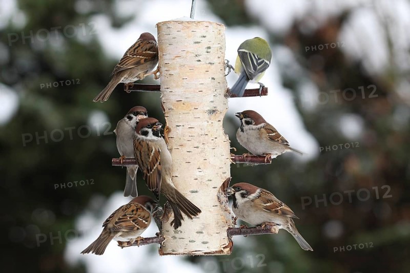 Eurasian Tree Sparrow (Passer montanus), Lower Saxony, Germany