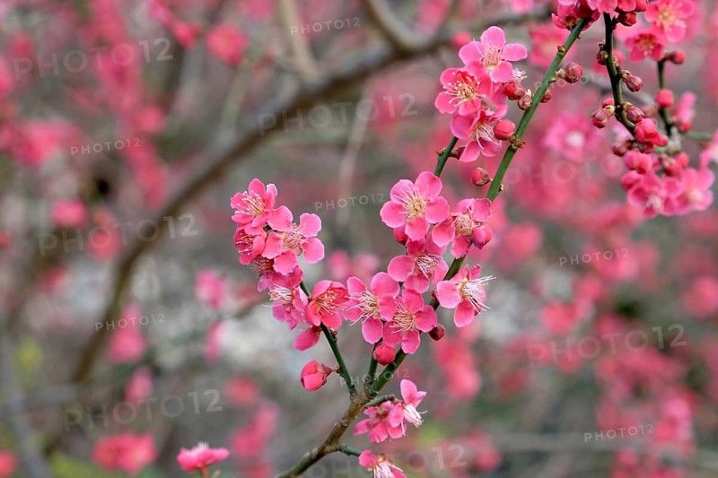 Japanese ornamental apricot (Prunus mume 'Beni-chi-dori'), Germany