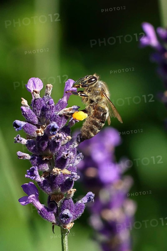 Honey bee (Apis mellifera) on a lavender flower (Lavandula angustifolia), macro photograph, Wilnsdorf, North Rhine-Westphalia, Germany