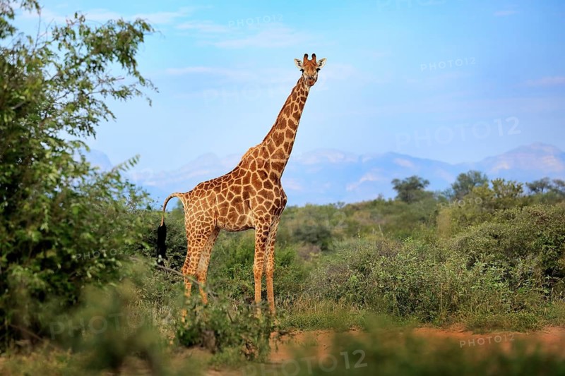 Giraffe hidden in green vegetation. Wildlife scene from nature. Evening light in the forest, Africa. Big animal with mountain in the background, blue sky
