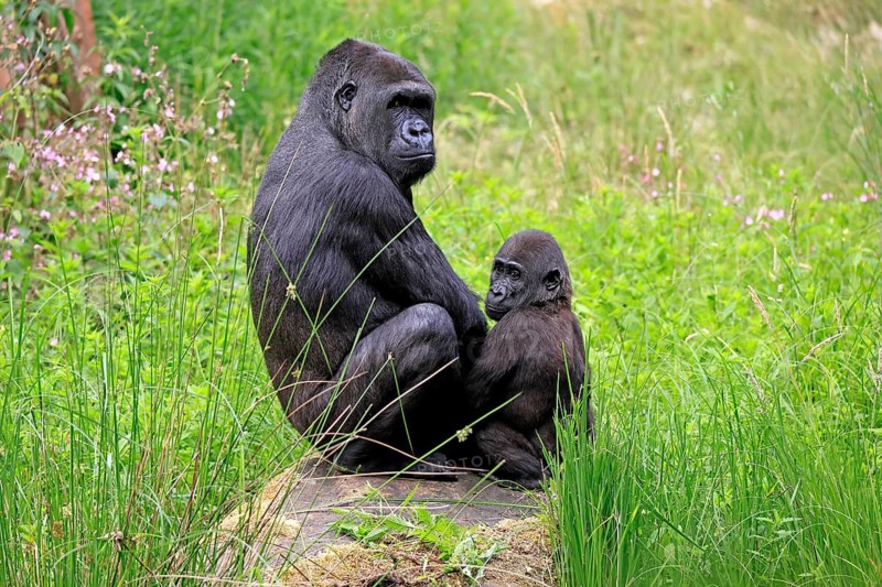 Western gorilla (Gorilla gorilla), adult, female, with young, sitting, on ground