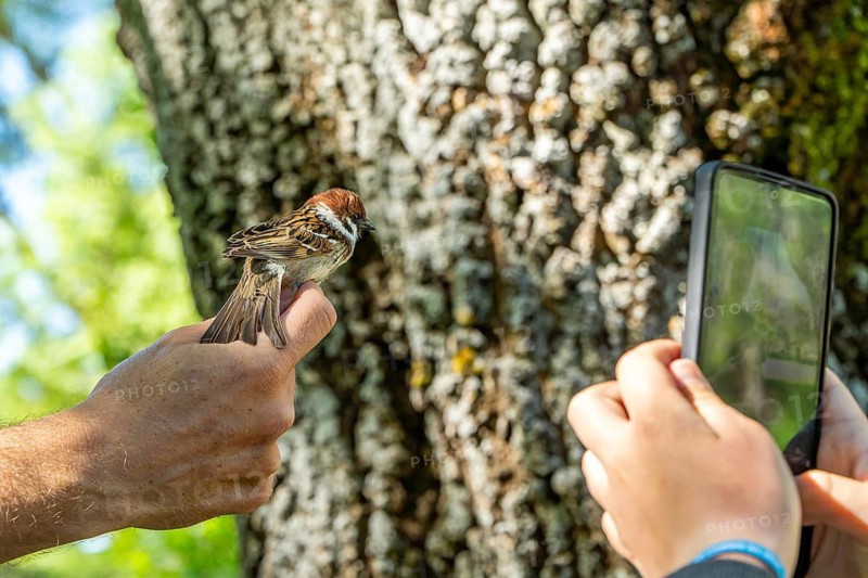 Cropped unrecognizable boy with a mobile phone streaming the ringing of a tree sparrow for scientific bird ringing, enhancing ecosystem sustainability and conservation efforts