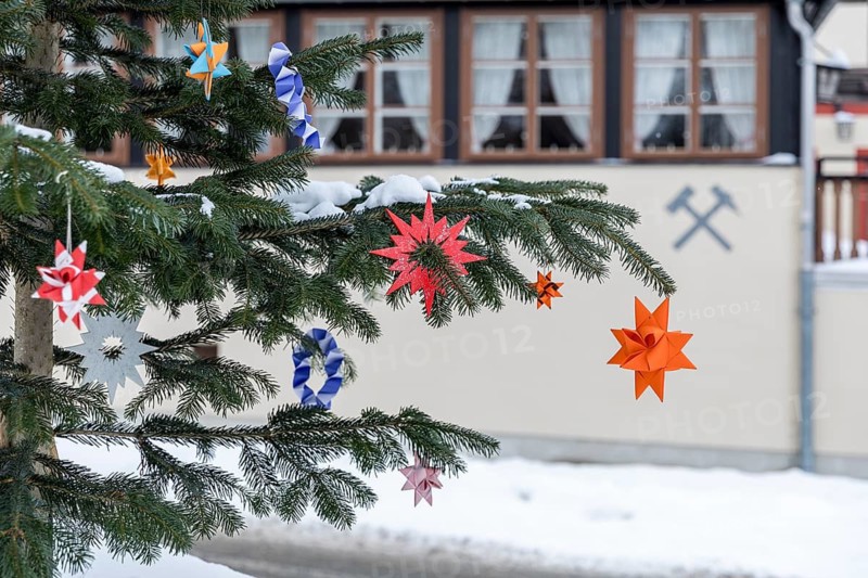Colourful poinsettias decorate a Christmas tree at Frohnauer Hammer, Annaberg-Buchholz, Ore Mountains, Saxony, Germany