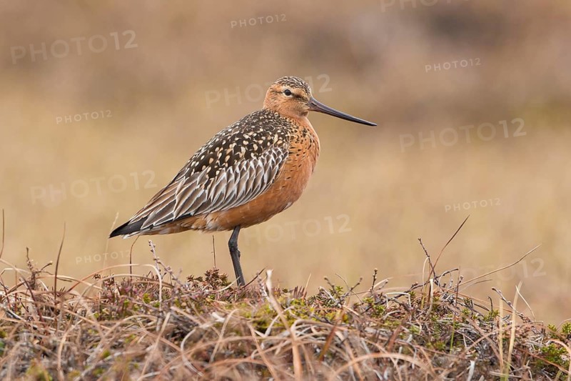 Bar-tailed Godwit (Limosa lapponica), Finnmark, Norway