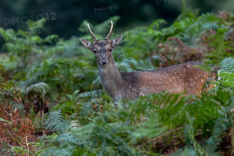 On the coat of the fallow deer (Dama dama) you can still see the light spots of the summer coat, autumn, rut, fallow deer rut, October, Germany