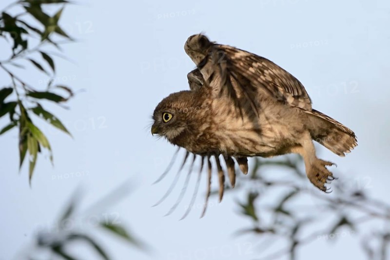 Little Owl (Athene noctua) juvenile taking flight, North Rhine-Westphalia, Germany