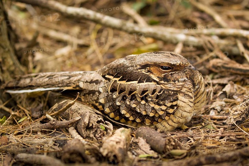 Pauraque (Nyctidromus albicollis), Texas, USA