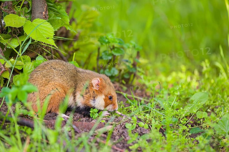 A European hamster (Cricetus cricetus), Eurasian hamster, black-bellied hamster or common hamster, collects herbs, grass and daisies on a meadow