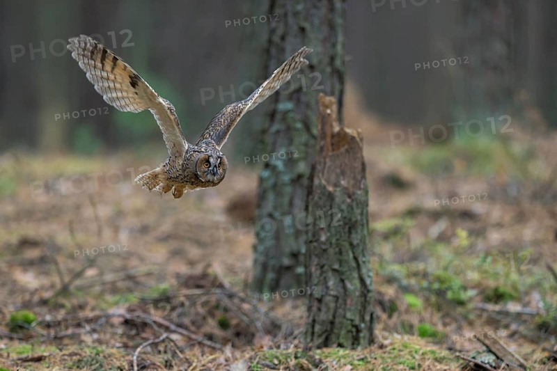 Indian Eagle-Owl (Bubo bengalensis) flying, Bavaria, Germany
