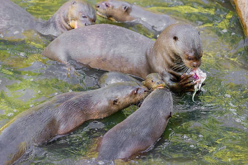 An adult giant otter or giant river otter (Pteronura brasiliensis) swims in a small river carrying a 2-month-old young around in its mouth. They are accompanied by other adult otters of the pack