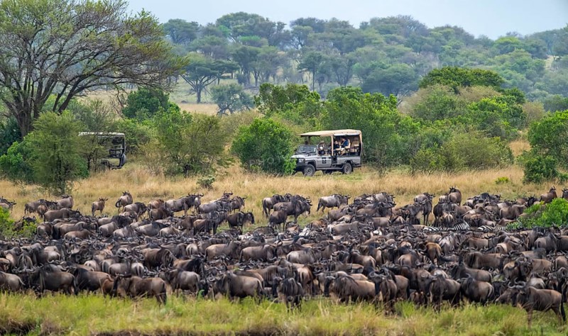 Wildebeest (Connochaetes taurinus), migrating herd of wildebeest, safari vehicles behind, Great Migration at the Mara River, Serengeti National Park, Tanzania