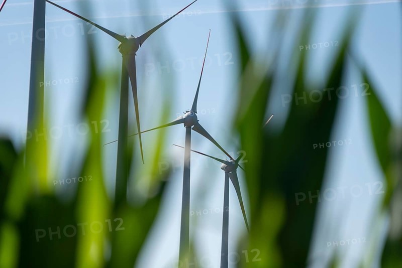 Wind turbines in a maize field, Germany