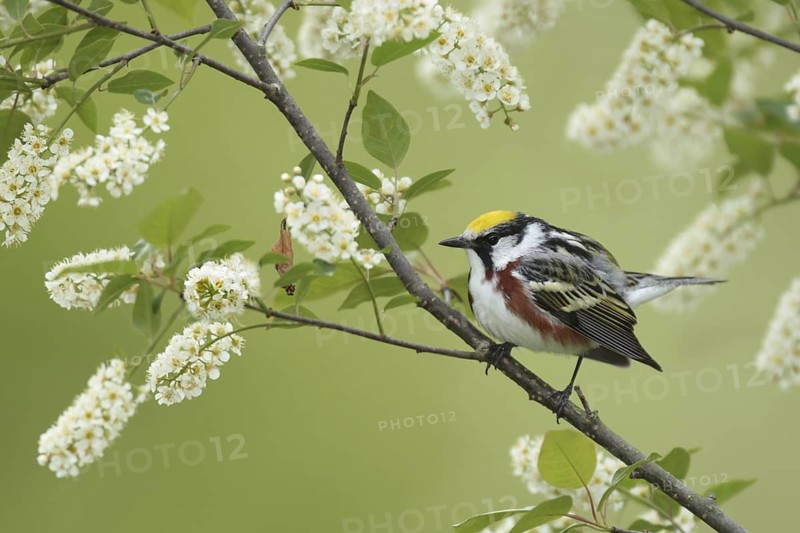 Chestnut-sided Warbler (Setophaga pensylvanica), New York, USA