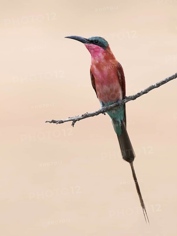 Southern Carmine Bee-eater (Merops nubicoides), South Africa