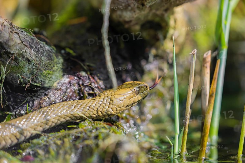 A dice snake (Natrix tessellata tessellata) in its habitat