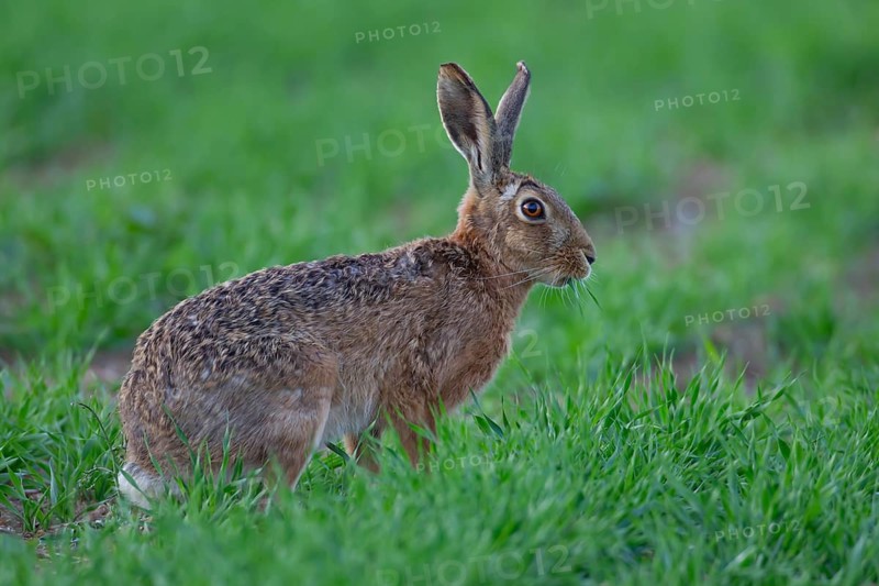 European brown hare (Lepus europaeus) adult animal feeding in a farmland cereal crop in summer, England, United Kingdom
