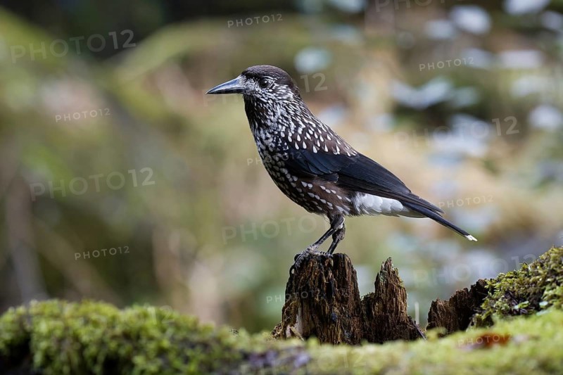 Spotted Nutcracker (Nucifraga caryocatactes) perched on the ground, Baden-Wuerttemberg, Germany