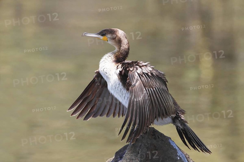 Great Cormorant (Phalacrocorax carbo), Lake Naivasha, Kenya