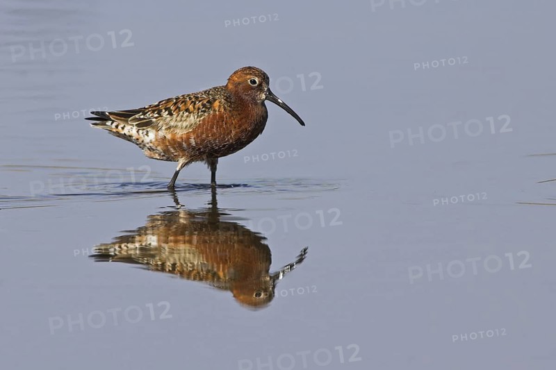 Curlew Sandpiper (Calidris ferruginea), Lesvos, Greece