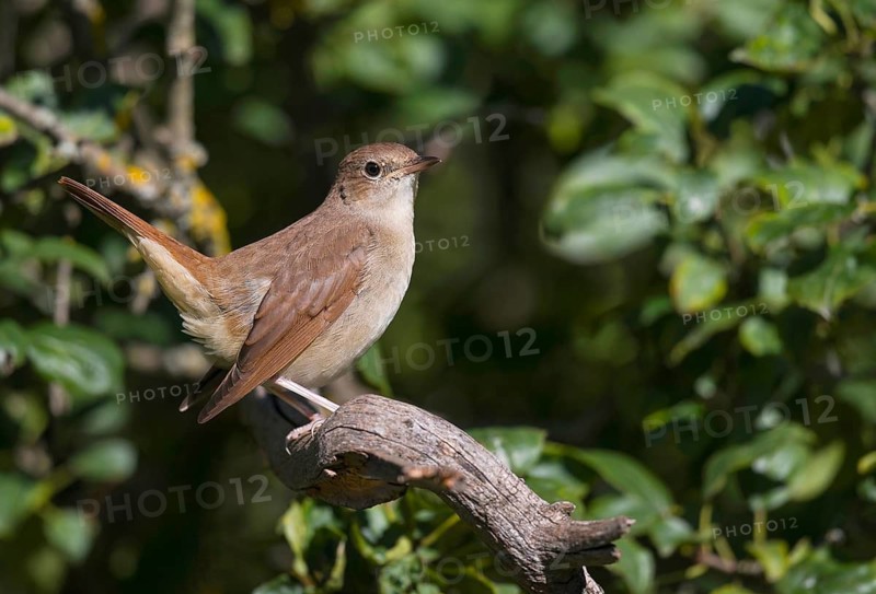 Common Nightingale (Luscinia megarhynchos) perched on a branch, Aosta Valley, Italy