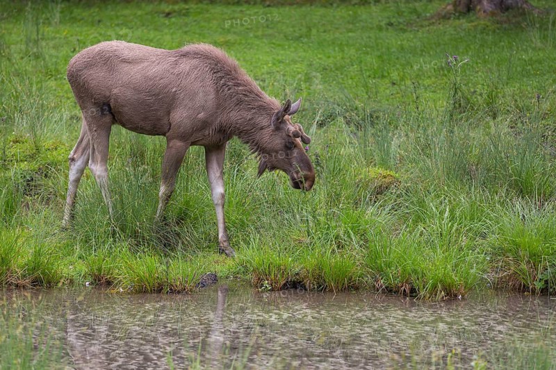 One adult male moose or elk, Alces alces, standing on a meadow, grazing. A small creek in the foreground