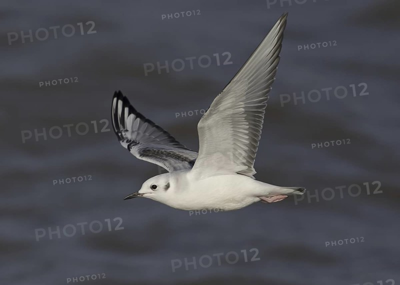 Bonaparte's Gull (Chroicocephalus philadelphia) flying, Ohio, USA